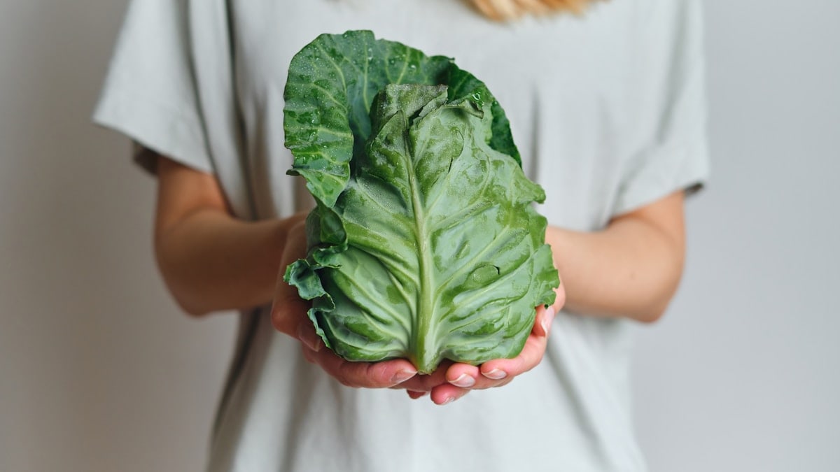 The woman holds young cabbage in her hands. Ripe fresh cabbage in paper packaging. Healthy food, organic vegetables. Natural vitamins, raw ingredient for eating. Handpicked bio leafy cabbage